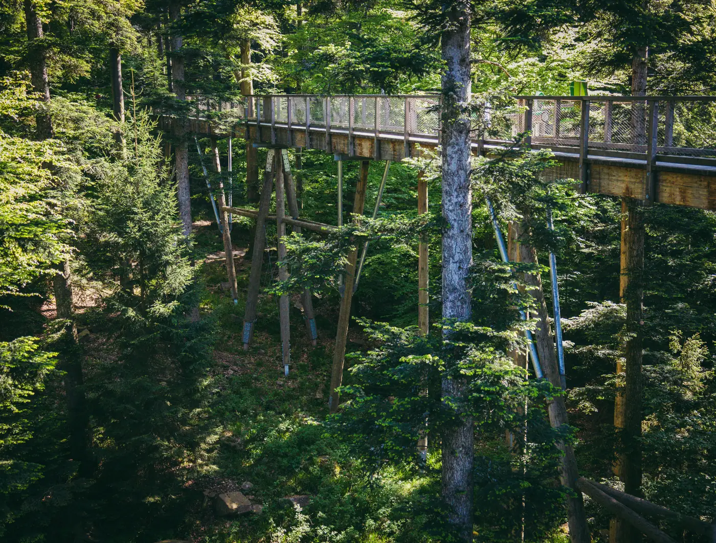 An elevated walkway stretching through a forest canopy