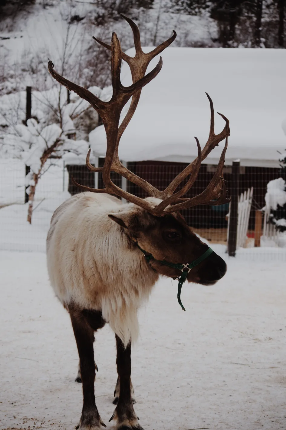 A reindeer standing in the snow in Leavenworth, Washington
