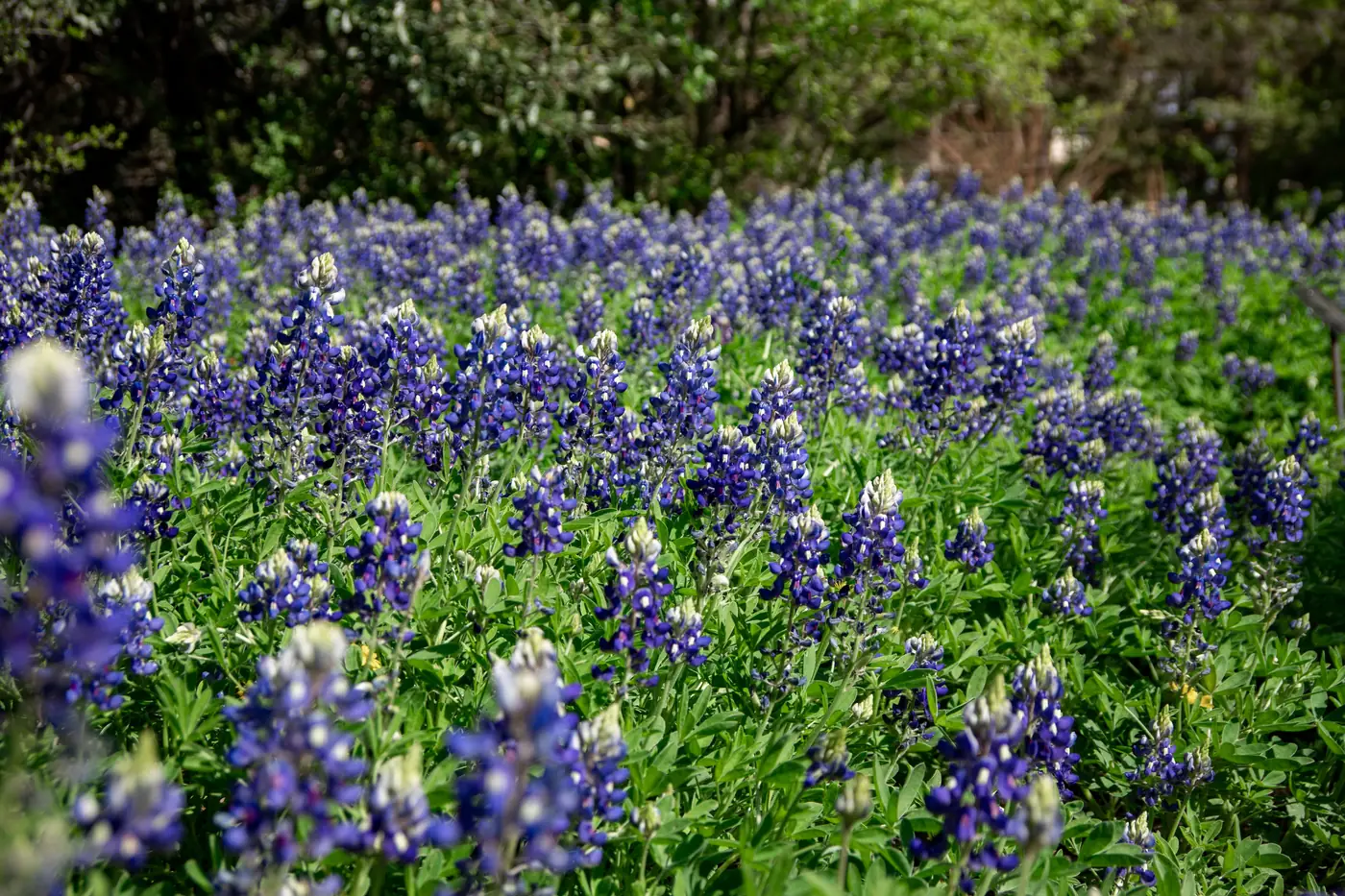 Texas bluebonnets in full bloom