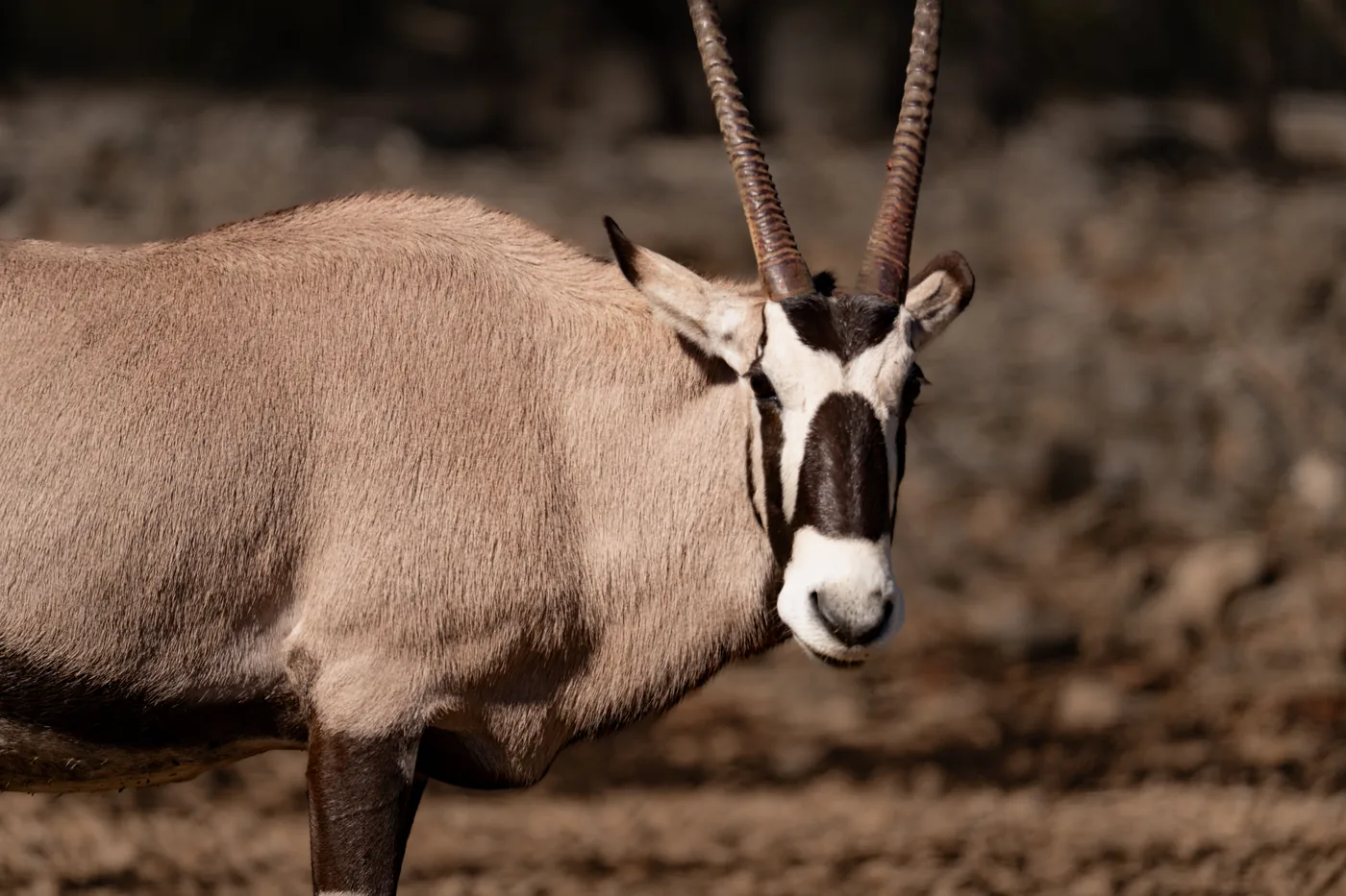 A gemsbok photographed in San Antonio, Texas