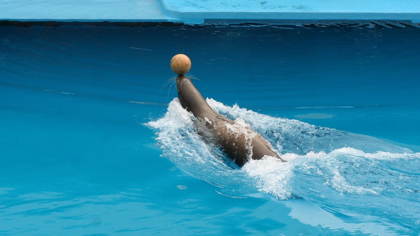 A sea lion balancing a ball in a blue pool