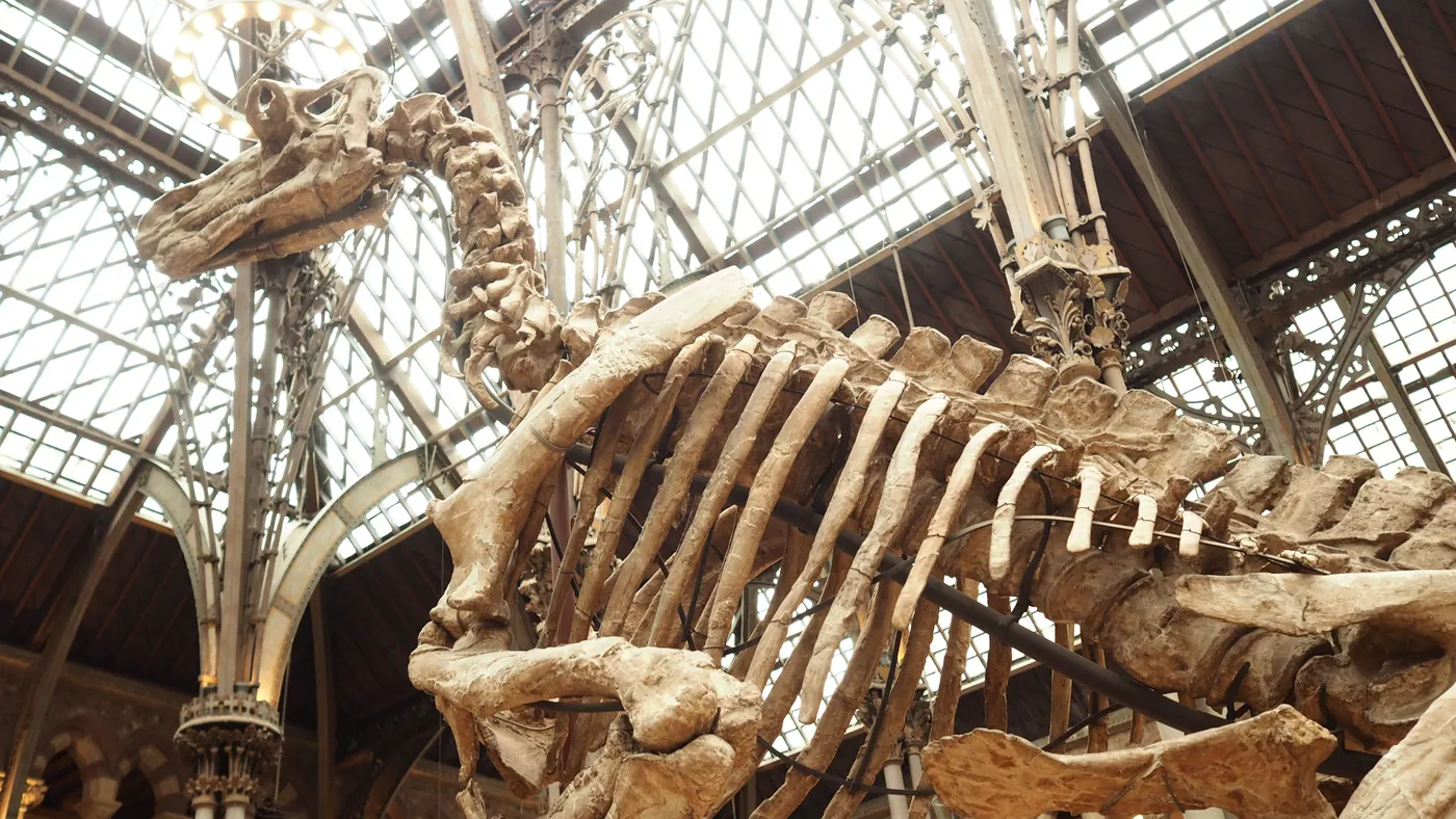 A dinosaur skeleton on display in a museum hall